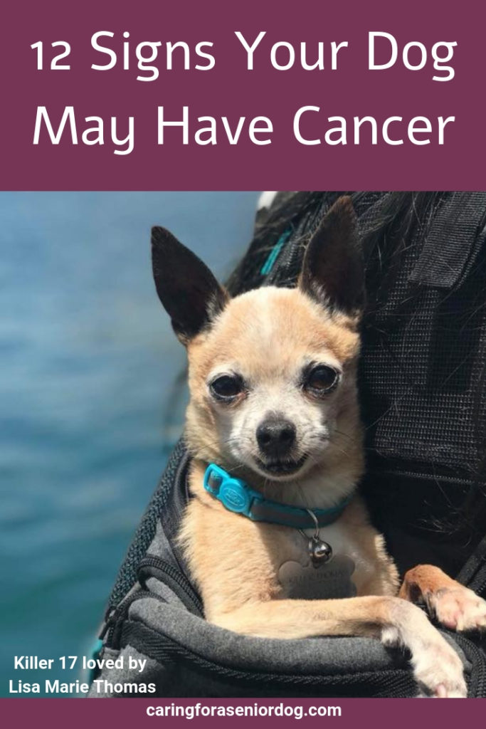 12 Signs Your Dog May Have Cancer Don T Ignore Them Caring For A Senior Dog