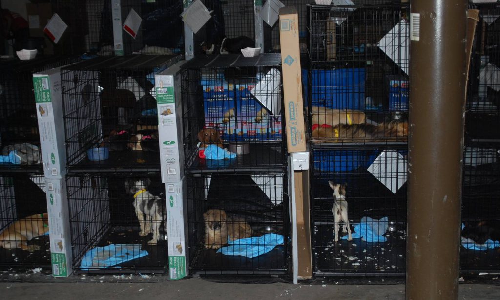 This is a Puppy Mill