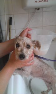 Saffy puppy mill rescue