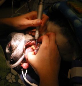 dog dental surgery