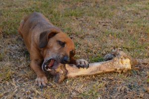 dog dental chews