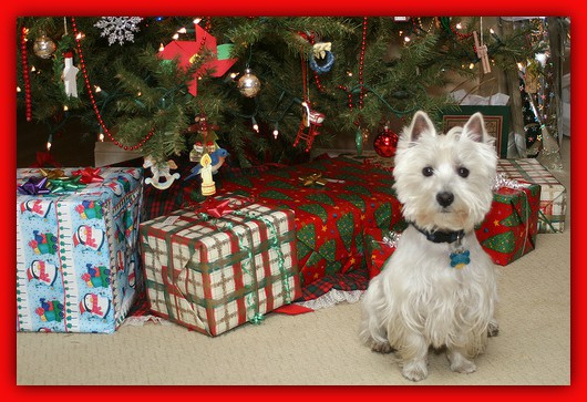 Christmas Pet Safety Tips