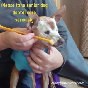 involve your vet in caring for your senior dog