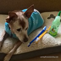 senior dog dental care