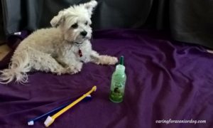 the best toothpaste for dogs