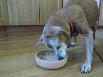 how to get an old dog to eat