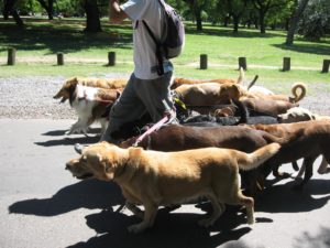 Dog Walker With Group of Dogs