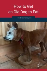 how to get an old dog to eat