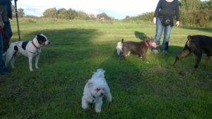 Jack in park with other dogs