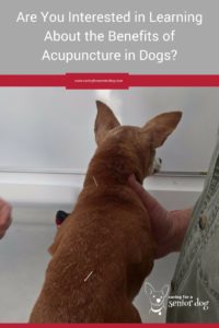 are you interested in learning the benefits of acupuncture in dogs