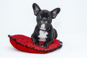 stop your dog from counter surfing