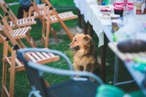 dog near picnic table