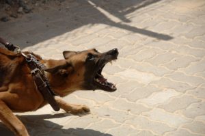 Aggressive Dog on a Leash 