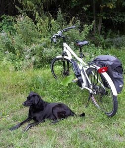dog and bicycle