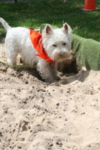 dog digging a hole