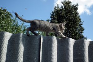 cat on a fence