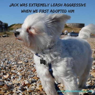 leash aggression training