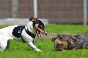 Dogs Playing Off Leash