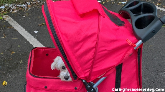 HautePinkPretty - Why we Use a Dog Stroller