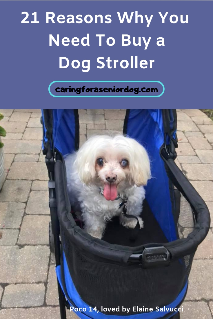 HautePinkPretty - Why we Use a Dog Stroller