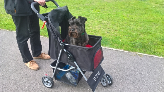 btm dog stroller