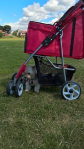 Jack getting some shade under a dog stroller