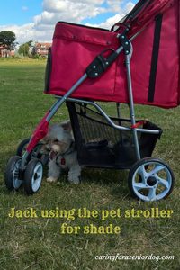 Jack using the pet stroller for shade