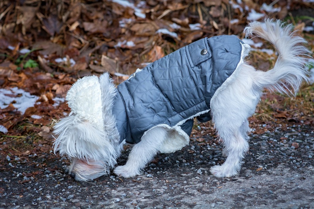 why dogs eat poop