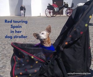 Red touring Spain in her dog stroller