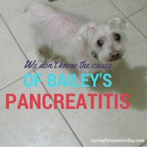 all about pancreatitis in dogs