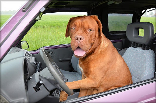 how long can a dog travel in a car