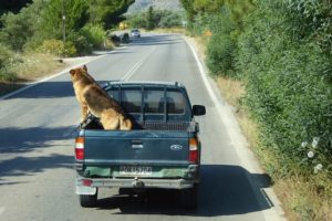 dog in the back of a pickup truck