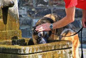 keep your dog hydrated