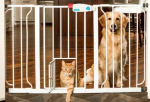 dog behind baby gate