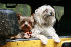 dogs in car