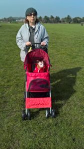 the ugly truth about doggie strollers