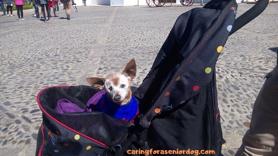 pet strollers for dogs are a marvelous invention