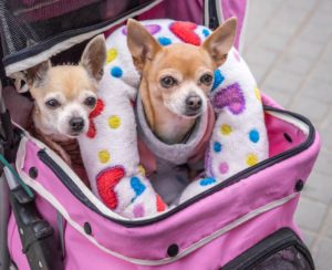 two dogs in a pet stroller