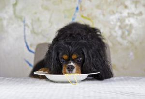 stop your dog from counter surfing