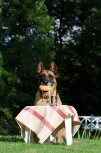 stop your dog counter surfing