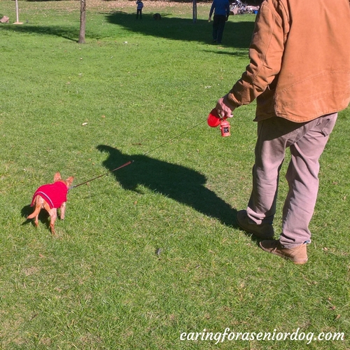 retractable dog leashes