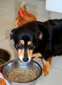 dog guarding his food bowl