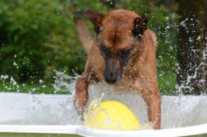 keep your dog active with toys