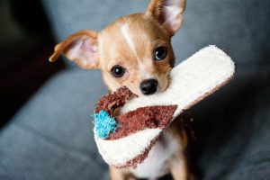 puppy guarding resource