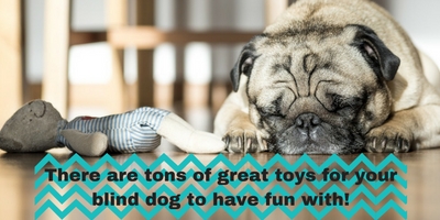 3 Types of Engaging Toys for Blind Dogs – Outward Hound