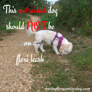 untrained dog on extendable leash