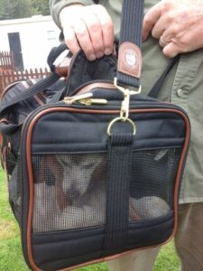 Red in her Sherpa pet carrier