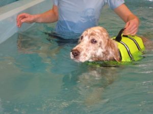 Dog on underwater treadmill