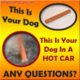 Dogs die in hot cars poster