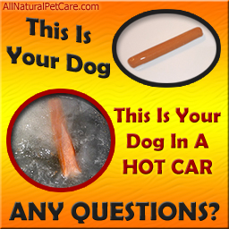 Dogs die in hot cars poster